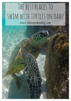 the best places to swim with turtles on oahu