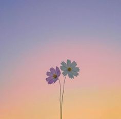 two purple and white flowers in front of a pink sky