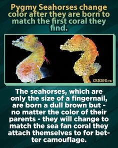 the seahorses are born to match the first coral they find in the ocean