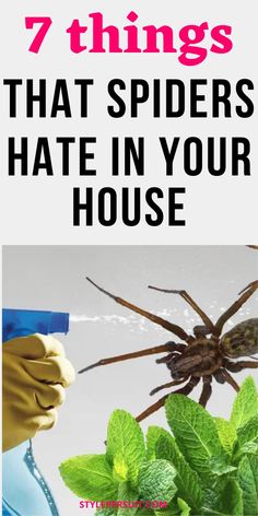 There are several different ways that you can remove spiders from your home. Click to learn more about to different ways for geting rid of spiders in your house for good. Spider Prevention House, How To Repel Spiders In House, Spider Prevention, Spider Repellant, Homemaking Binder, Spider Control, Kill Roaches