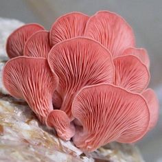 some pink mushrooms are growing out of the rock