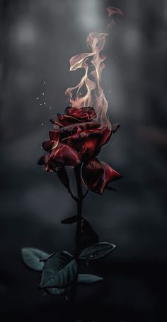 a red rose is on fire in the dark