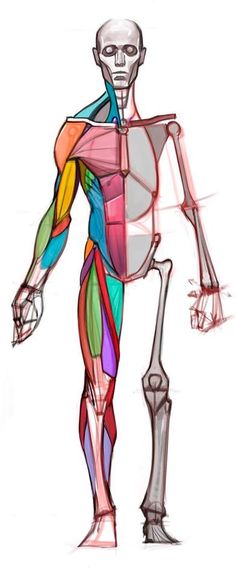 a drawing of a human body with muscles highlighted in the front and side view,