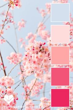 Close up photo of cherry blossoms in spring with a color palette overlay featuring shades of pink and light blue, by Paper Heart Design Blush Pink Palette Color Schemes, Colors Of Pink Shades, Pink Spring Color Palette, Colors That Go With Blush Pink, Cherry Blossom Decor Bedroom, Pink And Blue Pallet, Pink Blue Color Scheme, Lively Color Palette, Pink Blue Colour Palette