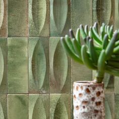 a potted plant sitting on top of a wooden table next to a tiled wall