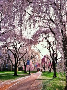 a dirt road surrounded by trees with pink flowers