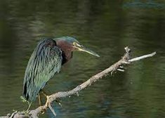 a large bird perched on top of a tree branch in the middle of some water