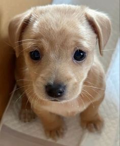 a small brown dog sitting on top of a white blanket