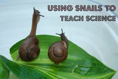 two snails sitting on top of a green leaf with the words using snails to teach science