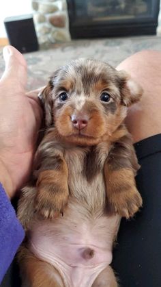 a person holding a small puppy in their lap