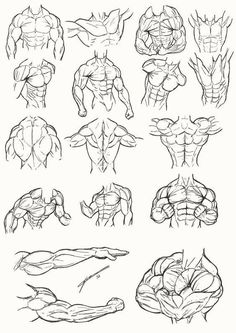 the different muscles and their functions are shown in this drawing lesson, which shows how to draw