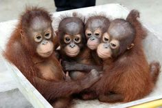 three baby oranguels are sitting in a box