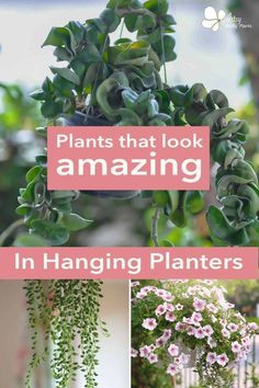 plants that look amazing in hanging planters with text overlay reading plants that look amazing in hanging planters