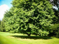 a large green tree sitting in the middle of a field