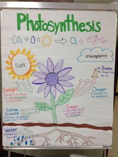 a poster with photosynthsis written on it in front of a whiteboard