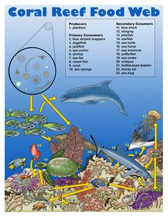 the coral reef has many different types of marine life, including dolphins and sea animals