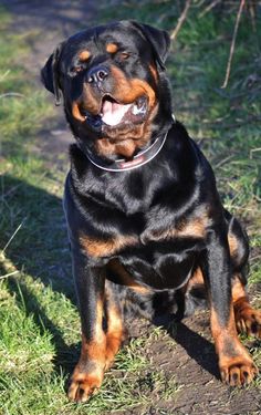 a black and brown dog sitting in the grass