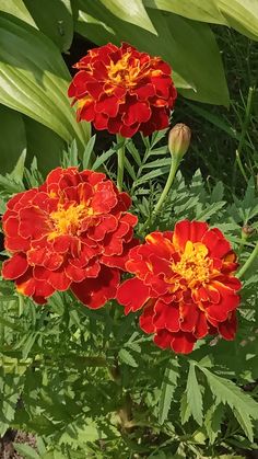 three red and yellow flowers in the middle of some green leaves on a sunny day