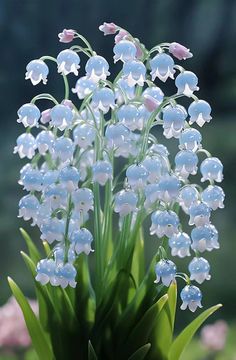 the flowers are blooming very close together