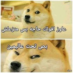 two different pictures of a dog with arabic writing on it's face and the caption