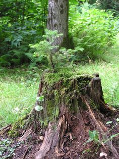 a tree stump with moss growing on it