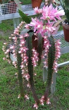 pink flowers are blooming on the side of a bench