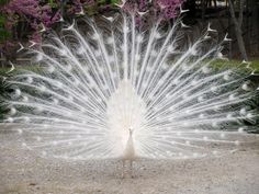 a white peacock with its feathers spread out