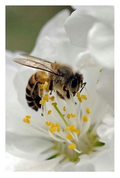 a bee sitting on top of a white flower