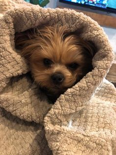 Hello 👋 Yorkshire Terrier, Good Morning, Puppies, Dogs, Animals