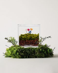 an arrangement of moss, rocks and flowers is displayed in a glass frame on a white surface