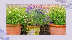 three potted plants sitting next to each other in front of a wall with purple and white flowers