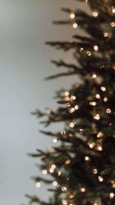 a cat sitting on the floor next to a christmas tree with lights all over it