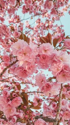 pink flowers blooming on the branches of a tree