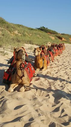 several camels are lined up on the beach