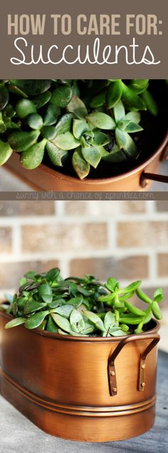 a copper pot filled with succulents and the words how to care for succulents