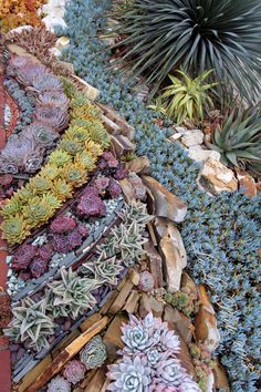 many different types of succulents are growing in the ground next to each other