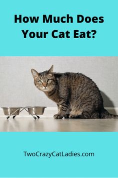 a cat sitting on the floor next to three bowls with food in them and text that reads how much does your cat eat?