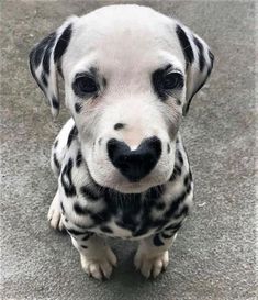 a black and white puppy sitting on the ground