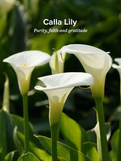 three white flowers with the words calla lily written in large letters on top of them