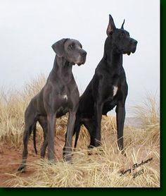 two black dogs standing next to each other on top of a dry grass covered field