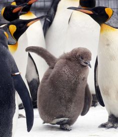 a group of penguins standing next to each other