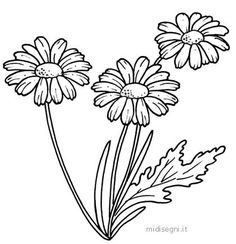 three daisies with leaves coloring page