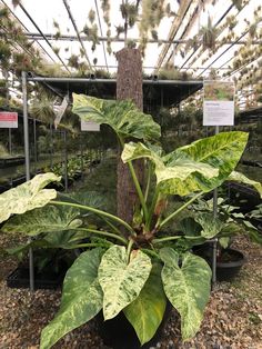 large green leaves growing on the side of a tree in a garden center with lots of other plants