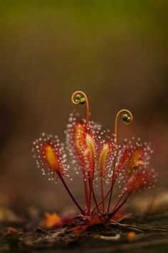 a close up of some flowers with water droplets on them