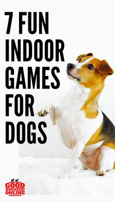 a dog sitting on its hind legs with the words 7 fun indoor games for dogs