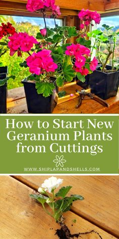 some pink and white flowers in pots on a wooden table with text overlay that reads how to start new geranium plants from cuttings