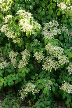 the white flowers are blooming on the bush