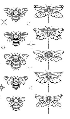 the different types of insects that can be seen in this drawing, which is also used to