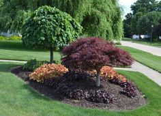 a small tree in the middle of a flower bed