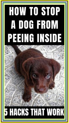 a brown puppy sitting on top of a tile floor next to a black and white sign